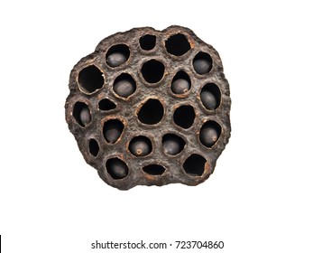 Dry lotus white background.