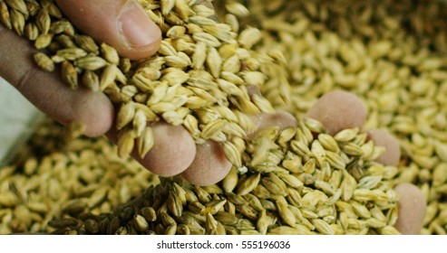 Dry Malt Beans Ready To Be Used To Brew The Beer Or The Pure Light Or Dark Malt Whiskey. Concept Of Healthy And Wholesome Ingredients. Italian Malt Of Barley For Craft Beer 