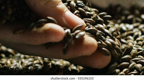 Dry Malt Beans Ready To Be Used To Brew The Beer Or The Pure Light Or Dark Malt Whiskey. Concept Of Healthy And Wholesome Ingredients. Italian Malt Of Barley For Craft Beer 