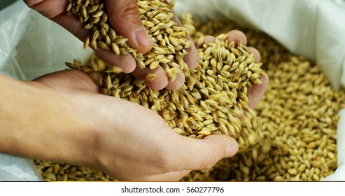 Dry Malt Beans Ready To Be Used To Brew The Beer Or The Pure Light Or Dark Malt Whiskey. Concept Of Healthy And Wholesome Ingredients. Italian Malt Of Barley For Craft Beer 