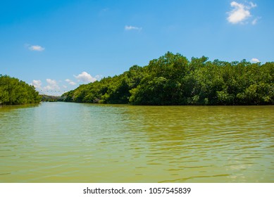 Dry mangrove trees. Rio Lagartos, Yucatan, Mexico
