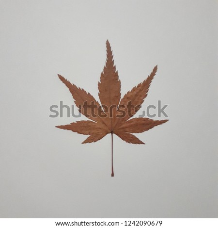 Dry maple leaft