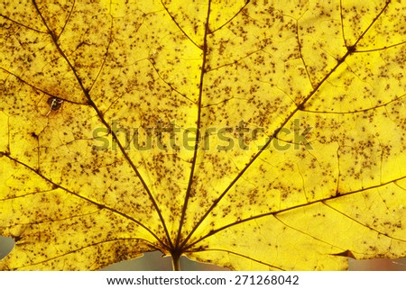 Similar – Foto Bild Detail eines Smilax-Asperablattes mit Sonnenlicht und Bokeh-Hintergrund