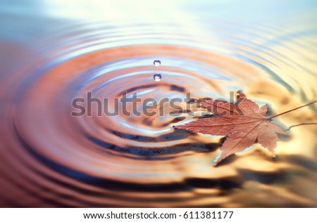 Dry marple leaf on water surface, rings from water drops. Toned Fall background