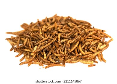 Dry Mealworms Larva Tenebrio Molitor Stock Photo 2211145867 | Shutterstock