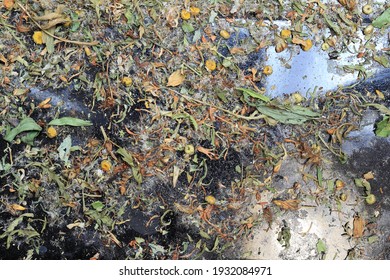 Dry Medicinal Plants After Drying In A Thermal Oven