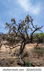 Dry Mesquite Tree In The Rural Area Of The Municipality Of Armadillo De Los Infante In The State Of San Luis Potosi, Mexico.