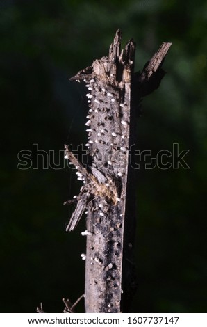 Similar – Image, Stock Photo in the brine park ….