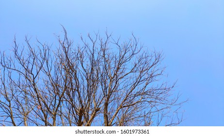 531 Dry neem tree Images, Stock Photos & Vectors | Shutterstock