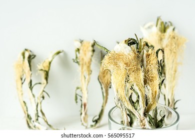  Dry Nightblooming Cereus/Chinese Herbal Medicines