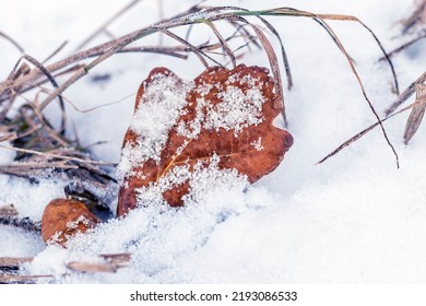 Dry oak leaf and dry grass covered with snow