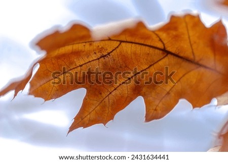 A dry oak leaf lingering on a tree, against a gray February sky.A golden orange dry leaf visible against a cloudy grayish winter sky .