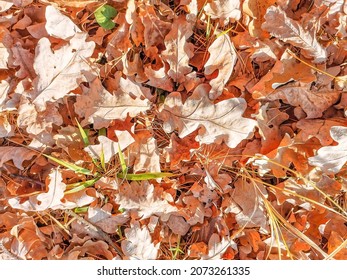 Dry oak leaves in an autumn day in a clearing in the forest