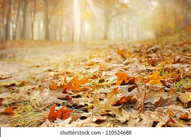 Dry oak leaves on the ground in a beautiful autumn forest