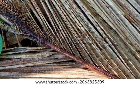 dry and old areca leaf texture