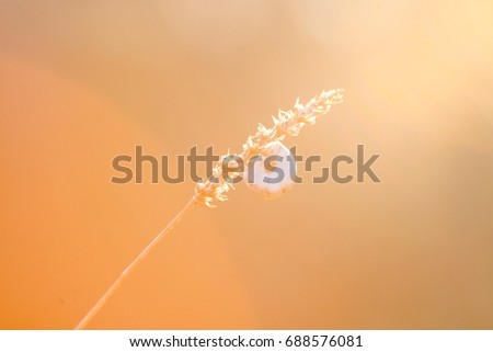 Dry, old flower against the setting sun. Snail crawling on the stem of the plant.