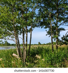 dry old tree trunk stomp in nature, forest scene with foliage and log wood