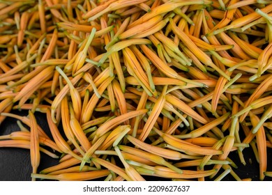 Dry Orange Day Lily Flower Harvest In The Farm