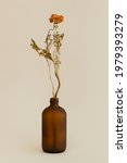 Dry orange ranunculus in a brown glass vase