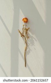 Dry Orange Ranunculus On A Greenbackground