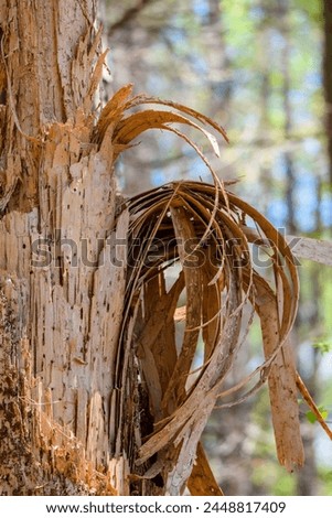 Dry palm fronds against a textured tree trunk. Natural detail photography. Forest and tropical flora interplay concept. Design for eco-themed article, environmental study material.