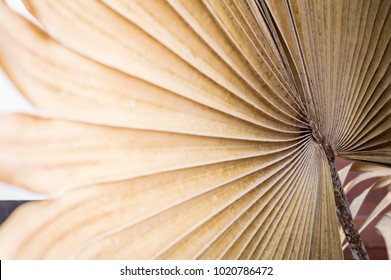 37,202 Dry palm leaf Images, Stock Photos & Vectors | Shutterstock