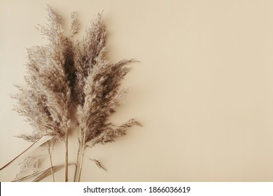 Dry pampas grass reeds agains on beige background. Beautiful pattern with neutral colors. Minimal, stylish, monochrome concept. Flat lay, top view, copy space. Set sail champagne trend color 2021