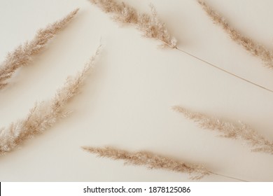 Dry pampas grass reeds agains on beige background. Beautiful pattern with neutral colors. Minimal, stylish, monochrome concept. Flat lay, top view, copy space. Set sail champagne trend color 2021.