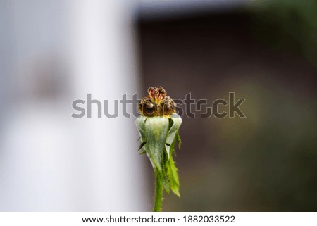 Similar – Image, Stock Photo Rose dries up Plant Flower