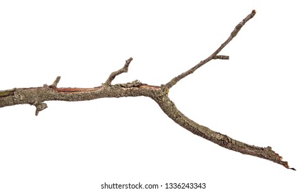 1,744,857 Tree branch isolated Images, Stock Photos & Vectors ...