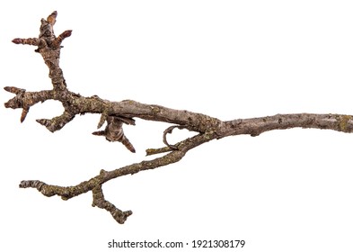 13,184,046 Branches Images, Stock Photos & Vectors | Shutterstock