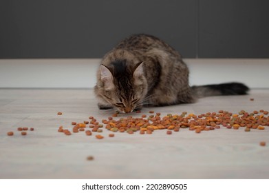 Dry pet food is scattered on the floor, with a cat in the background. The concept of favorite pets - Shutterstock ID 2202890505