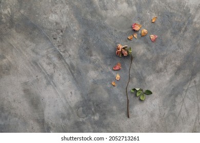 Dry petals and leaves of pink rose scattered on gray raw concrete cement - Powered by Shutterstock