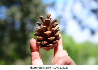 Dry pine cone