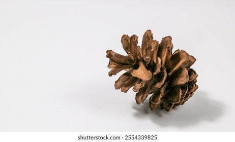 dry pine cone lies on a white background. - Powered by Shutterstock