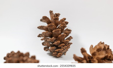 dry pine cone lies on a white background. - Powered by Shutterstock