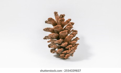 dry pine cone lies on a white background. - Powered by Shutterstock