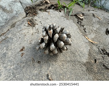 A dry pine cone on the ground close-up. Beautiful and large cone of black pine tree standing on the concrete floor. Gray color pine cone on the ground. Selective focus. - Powered by Shutterstock