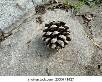 A dry pine cone on the ground close-up. Beautiful and large cone of black pine tree standing on the concrete floor. Gray color pine cone on the ground. Selective focus. - Powered by Shutterstock