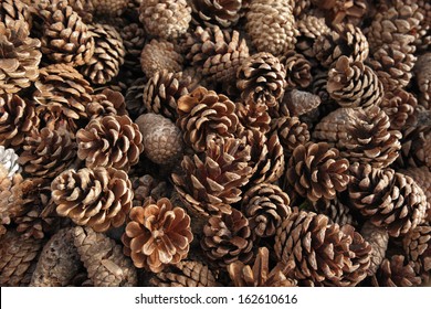 Dry Pine Cones