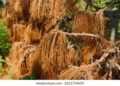 Dry Pine Tree Branches with Withering Needles in a Forest Scene. Brown pine tree branches displaying withered needles in a natural forest environment, illustrating the cycle of life and decay. 