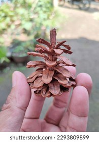 Dry pine tree flowers bloom at the hand