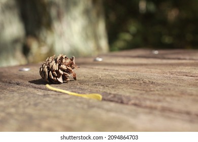 Dry Pine Tree Fruit In Autumn Park