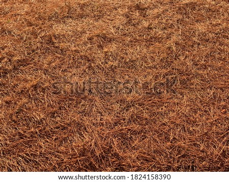 Dry pine tree needles on the ground. Natural fir-needle background.  Brown orange color. Coniferous forest. Fall needles texture. Conifers carpet underfoot. Autumn season.
	
