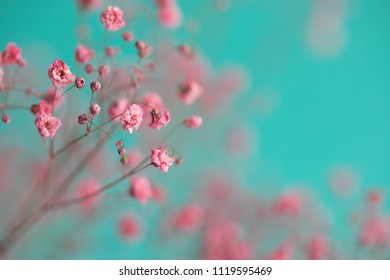 Dry Pink Baby's Breath Flowers Against A Teal Background