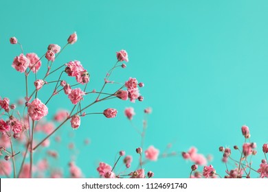 Dry Pink Baby's Breath Flowers Against A Teal Background