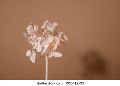 Стоковая фотография: Dry pink delicate flower with shadow on a brown paper background with an empty copy space . High quality photo