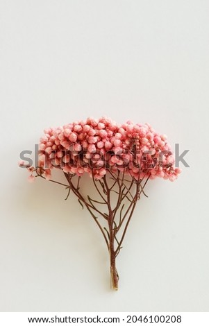dry pink flowers top view on white background. poster.Minimal floral card,