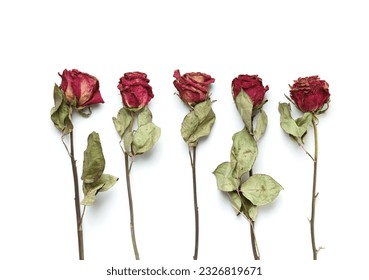 Dry pink roses on a white background, top view, copy space. Dead roses close up. The concept of loneliness, age, sadness, old age, unhappy love, loss. - Powered by Shutterstock