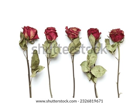 Dry pink roses on a white background, top view, copy space. Dead roses close up. The concept of loneliness, age, sadness, old age, unhappy love, loss.